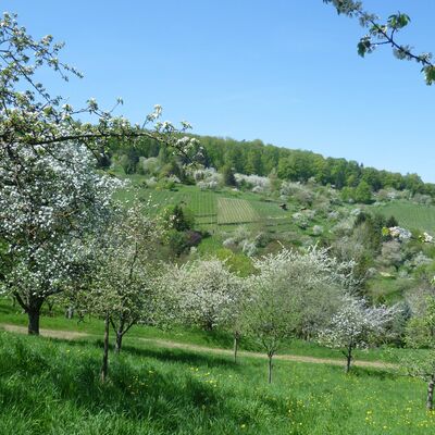 Baumblüte im Remstal (Foto: Remstal Tourismus, Opp)